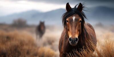 Wild horses roam freely in a misty landscape filled with grass and mountains in the background during sunrise photo