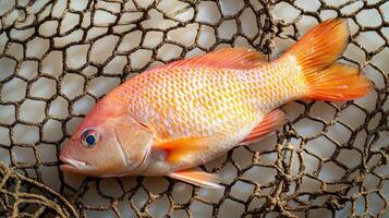 A fish is laying on a net photo