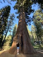 Girl in shorts standing at the roots of a sequoia tree showing the real size of the tree against the background of blue sky and other trees, vertical photo