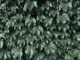 A vibrant and dense green leaf wall, perfect for use as a natural background or eco-friendly design element. The fresh foliage is evenly layered, creating a seamless texture that symbolizes nature photo