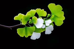 Ginkgo biloba branch showing green and white leaves on black background photo