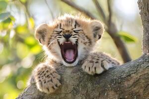Serval kitten yawning while resting on a tree branch photo