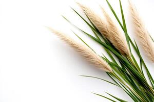 Decorative grass with fluffy seed heads lying on white background photo