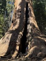 Girl in shorts standing at the roots of a sequoia tree showing the real size of the tree, vertical photo