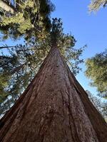 Huge sequoia tree stands alone against the background of a blue tree, bottom view, vertical photo