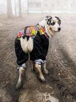 Rain and mud outside, the dog got its paws dirty. Paws in the mud, the dog walks in a raincoat. Vertical photo