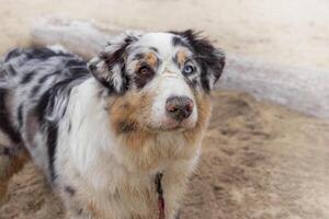 Aussie Australian Shepherd dog in blue marble color and different eye color. Dog stands on beach, nose in sand. Copy space place photo