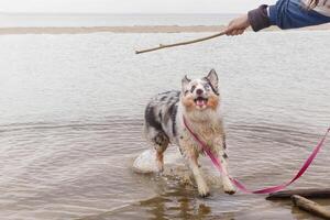 Aussie Australian Shepherd dog in blue marble color and different eye color jumps after stick out of water, copy space photo