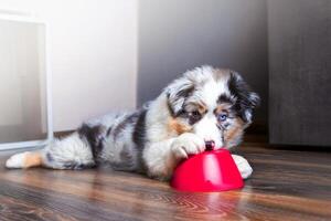 Cute little Australian Shepherd puppy with different eye color gnaws at red bowl photo