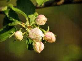 big closed apple tree buds on green bokeh background in spring photo