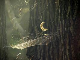 tree seed hanging on spider web in sunlight, dreamy light beams creating veil effect photo