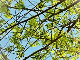 young spring tree branches with leaves against blue sky upward view forming lines going horizontally photo