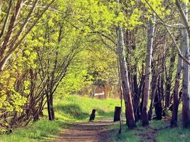 sunlit forest path leading into lush spring greenery under warm sunlight photo