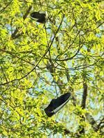 sneakers hanging on tree branch in spring sunshine surrounded by fresh green leaves on blue sky photo