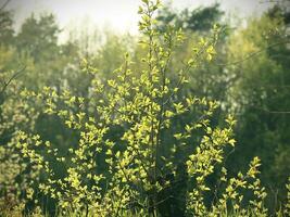 sunlit spring tree tops forming natural leafy veil in soft sunlight photo