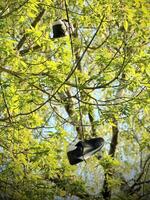 sneakers hanging on tree branch in spring sunshine surrounded by fresh green leaves photo