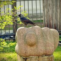 jackdaw on granite fig hand sculpture, symbolic public art in park, daugavpils, latvia photo