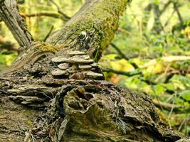 Fallen Tree with a Cluster of Mushrooms in a Spring Forest - A Quiet Spot Where Nature Turns Decay into Life photo