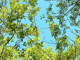 young spring tree branches with leaves against blue sky upward view framing the view of the sky photo
