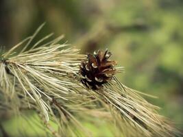 Pinecone on Dry Pine Branch with Long Needles photo