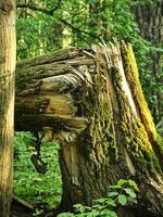 Broken Tree Forming a Corner, Hidden Behind Forest Trees - Nature's Quiet Resilience in the Wild photo