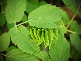 Artistic Green Leaves in Sunlight with Layered Fan Spread photo