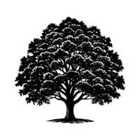 Silhouette of a Oak Tree on White Background vector