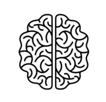 Detailed brain anatomy outline. An intricate outline graphic of a human brain, emphasizing complex anatomical structure and neurological function. vector