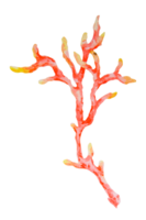 Red and yellow coral branch. Watercolor hand drawn illustration of tropical reef flora. Great for marine projects, ocean decor, children's designs, diving themes, beach visuals and summer prints png
