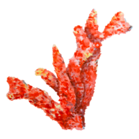 Red coral branch with detailed texture. Watercolor hand drawn marine illustration. Perfect for ocean-themed designs, underwater decor, aquarium visuals, travel graphics and kids sea projects. png