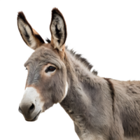Grey donkey isolated on the transparent background, farm animal png