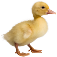 Adorable yellow duckling isolated on transparent background, cute baby bird with fluffy feathers, cheerful and bright png