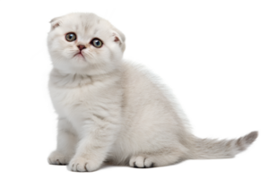 Adorable scottish fold kitten with round eyes and folded ears isolated on the transparent background png