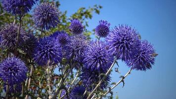 The southern globethistle Echinops ritro, insects collect nectar and pollen from flowers. video