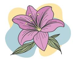 Amaryllis clipart color blobs on white background vector