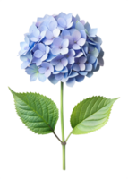 A single blue Hydrangea isolated on a transparent background png