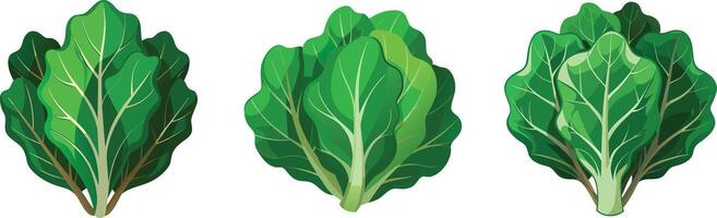 Three different types of spinach leaves vector