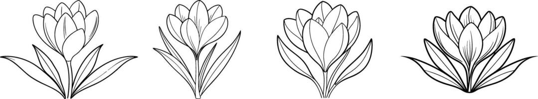 Four different types of plants are shown in this drawing vector