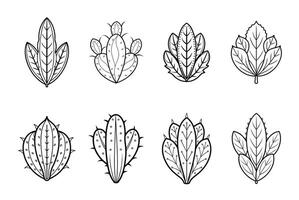 Cactus plants in different shapes and sizes vector