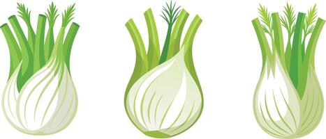 Three different types of fennel on a white background vector