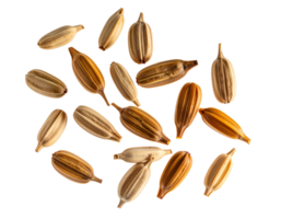 realistic floating dry botanical flower seeds on isolated background for natural design and herbal concept png
