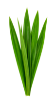 realistic bundle of fresh pandan leaves in lush green color with natural texture, tropical asian herbal ingredient for cooking and decoration on isolated background png