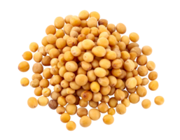 realistic close up of mustard seeds in pile on isolated background for spice and cooking ingredient concept png