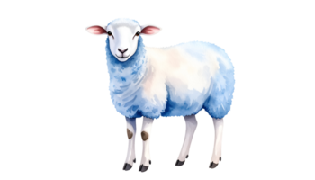 watercolor illustration of fluffy white sheep with soft wool and gentle face in side profile on isolated background png