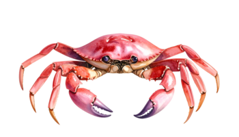 watercolor illustration of a vivid pink sideways crab with detailed claws and shell texture on isolated background png