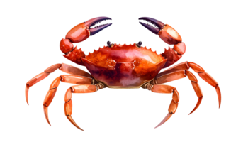 watercolor illustration of a red crab with raised claws and detailed shell texture on isolated background png