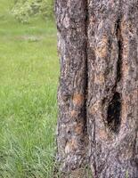 hollow in a pine tree trunk, against a background of green grass, copy space photo