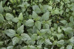 dense thickets of young nettles view from above photo