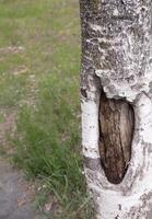 textured birch tree trunk on grass background, copy space photo