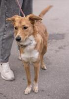red mongrel dog walks in the park with its owner, on a leash photo
